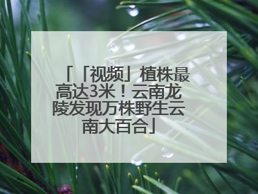 「视频」植株最高达3米！云南龙陵发现万株野生云南大百合