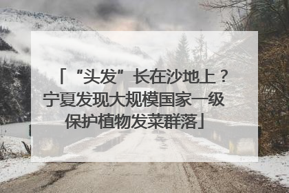 “头发”长在沙地上？宁夏发现大规模国家一级保护植物发菜群落