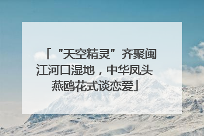“天空精灵”齐聚闽江河口湿地，中华凤头燕鸥花式谈恋爱