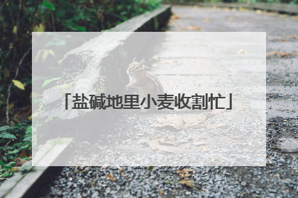 盐碱地里小麦收割忙