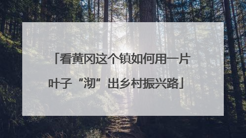 看黄冈这个镇如何用一片叶子“沏”出乡村振兴路