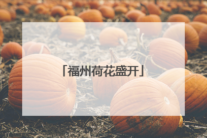 福州荷花盛开
