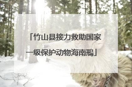 竹山县接力救助国家一级保护动物海南鳽