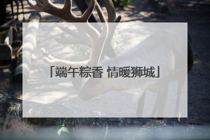 端午粽香 情暖狮城