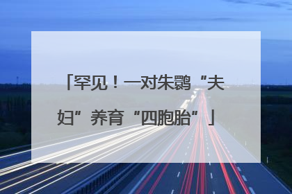 罕见！一对朱鹮“夫妇”养育“四胞胎”