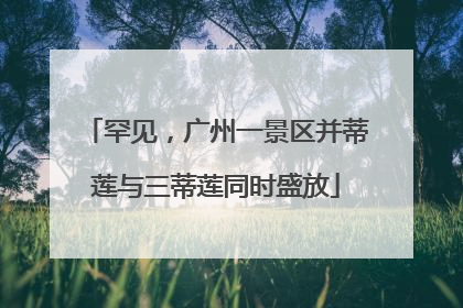 罕见，广州一景区并蒂莲与三蒂莲同时盛放