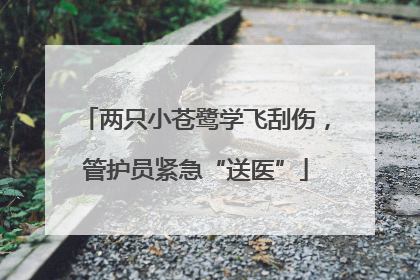 两只小苍鹭学飞刮伤，管护员紧急“送医”
