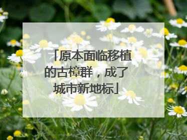 原本面临移植的古樟群，成了城市新地标