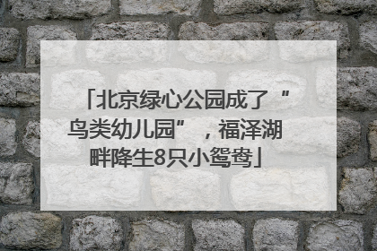 北京绿心公园成了“鸟类幼儿园”，福泽湖畔降生8只小鸳鸯