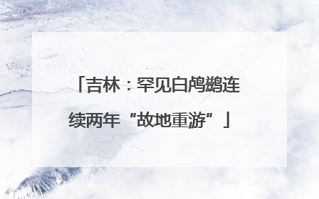 吉林：罕见白鸬鹚连续两年“故地重游”