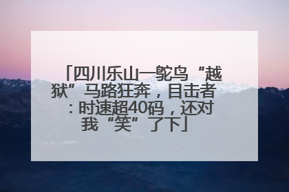 四川乐山一鸵鸟“越狱”马路狂奔，目击者：时速超40码，还对我“笑”了下