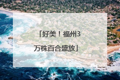 好美!福州3万株百合盛放