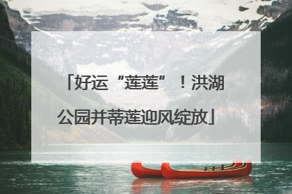 好运“莲莲”！洪湖公园并蒂莲迎风绽放