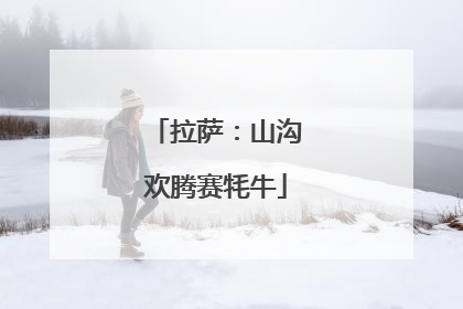 拉萨：山沟欢腾赛牦牛