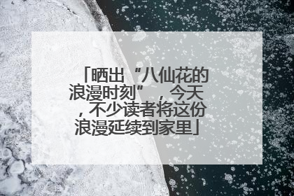 晒出“八仙花的浪漫时刻”，今天，不少读者将这份浪漫延续到家里