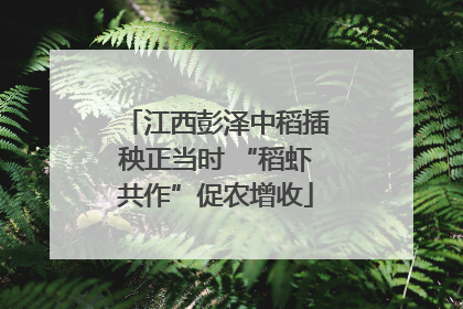 江西彭泽中稻插秧正当时 “稻虾共作”促农增收