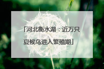 河北衡水湖：近万只夏候鸟进入繁殖期