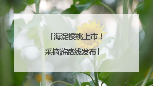 海淀樱桃上市！采摘游路线发布
