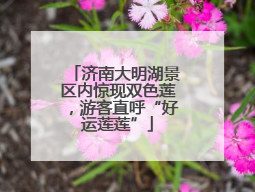 济南大明湖景区内惊现双色莲，游客直呼“好运莲莲”