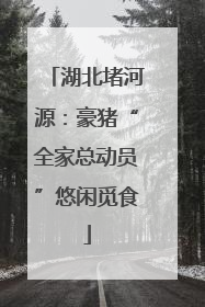 湖北堵河源：豪猪“全家总动员”悠闲觅食