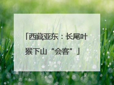 西藏亚东：长尾叶猴下山“会客”