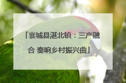 襄城县湛北镇：三产融合 奏响乡村振兴曲