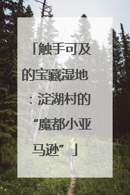 触手可及的宝藏湿地：淀湖村的“魔都小亚马逊”