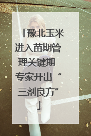 豫北玉米进入苗期管理关键期 专家开出“三剂良方”