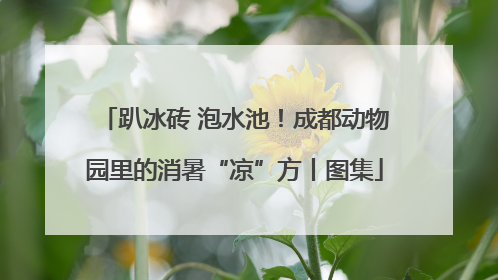 趴冰砖 泡水池！成都动物园里的消暑“凉”方丨图集