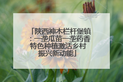 陕西神木栏杆堡镇：一垄瓜苗一垄药香 特色种植激活乡村振兴新动能