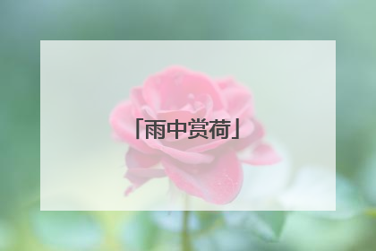 雨中赏荷