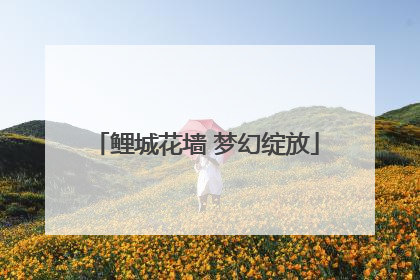 鲤城花墙 梦幻绽放