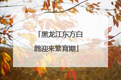 黑龙江东方白鹳迎来繁育期